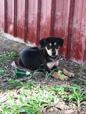 Lami - Mixed Breed Dog