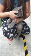 Grey - Russian Blue Cat