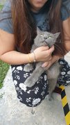 Grey - Russian Blue Cat