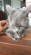 Grey - Russian Blue Cat