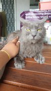 Grey - Russian Blue Cat