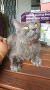 Grey - Russian Blue Cat