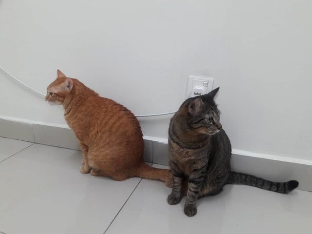 Django &amp; Kaju - Domestic Short Hair Cat