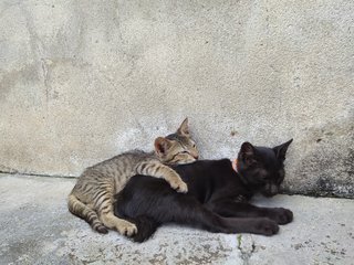 2 Little Brothers Waiting For A Home - Domestic Short Hair Cat