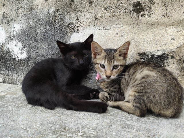 2 Little Brothers Waiting For A Home - Domestic Short Hair Cat