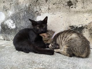 2 Little Brothers Waiting For A Home - Domestic Short Hair Cat