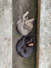 2 Little Brothers Waiting For A Home - Domestic Short Hair Cat