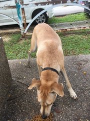 Lost Dog (Kepong) - Mixed Breed Dog