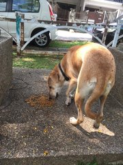 Lost Dog (Kepong) - Mixed Breed Dog