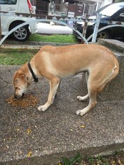 Lost Dog (Kepong) - Mixed Breed Dog