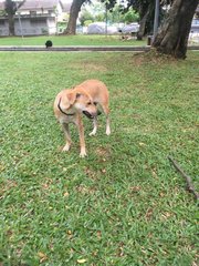 Lost Dog (Kepong) - Mixed Breed Dog