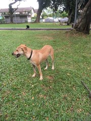 Lost Dog (Kepong) - Mixed Breed Dog