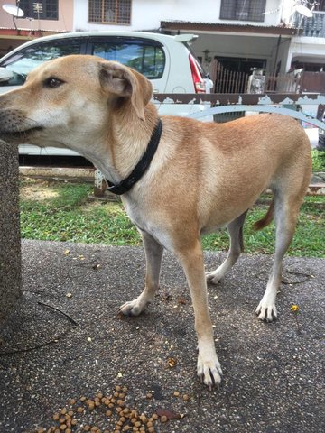 Lost Dog (Kepong) - Mixed Breed Dog