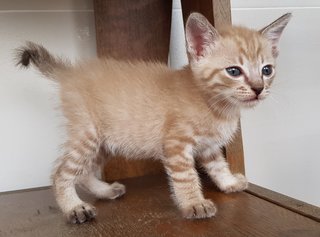 Meowy - Siamese + Domestic Medium Hair Cat