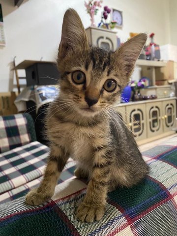 Zebra - Domestic Medium Hair Cat