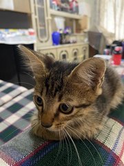 Zebra - Domestic Medium Hair Cat