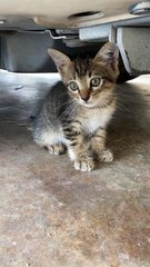 Zebra - Domestic Medium Hair Cat