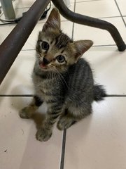 Zebra - Domestic Medium Hair Cat