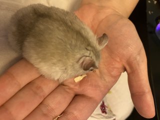 Hamster - Syrian / Golden Hamster Hamster