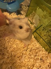 Hamster - Syrian / Golden Hamster Hamster