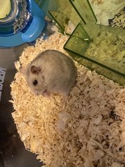 Hamster - Syrian / Golden Hamster Hamster