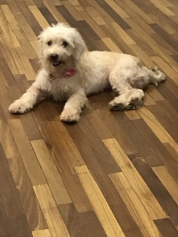 Snowy  - Poodle Dog