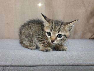 Mama Cat And 4 Babies - Domestic Short Hair + Calico Cat