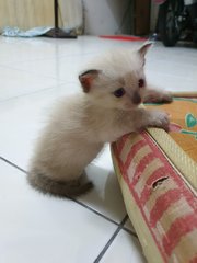 Mama Cat And 4 Babies - Domestic Short Hair + Calico Cat