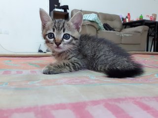 Mama Cat And 4 Babies - Domestic Short Hair + Calico Cat