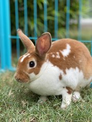 Potts - Mini Rex Rabbit