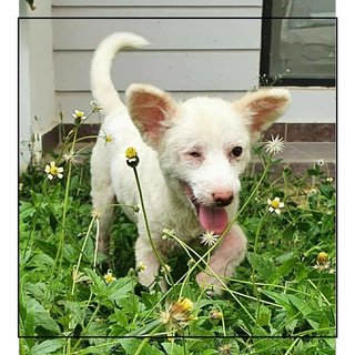 A white fluff spotted in the garden!