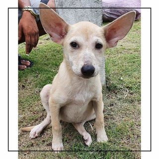 Hi, my name is Adele! I have big ears so i can hear whenever my hooman calls for me!