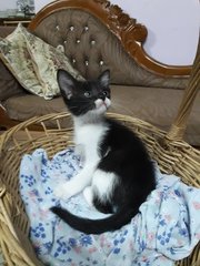 Chloe, The Tuxie Kitten - Tuxedo Cat