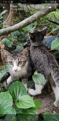 Twin  Brothers  - Tabby Cat