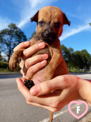 11 Puppies For Adoption! - Mixed Breed Dog