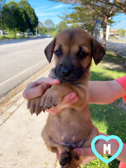 11 Puppies For Adoption! - Mixed Breed Dog