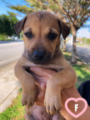 11 Puppies For Adoption! - Mixed Breed Dog