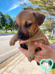 11 Puppies For Adoption! - Mixed Breed Dog