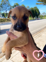 11 Puppies For Adoption! - Mixed Breed Dog