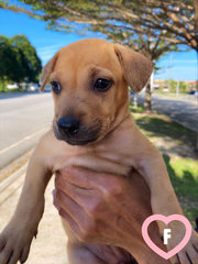 11 Puppies For Adoption! - Mixed Breed Dog