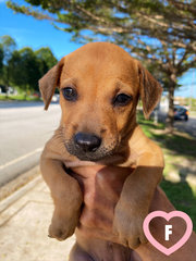 11 Puppies For Adoption! - Mixed Breed Dog