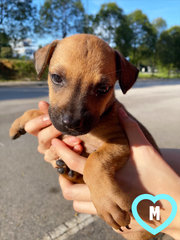 11 Puppies For Adoption! - Mixed Breed Dog