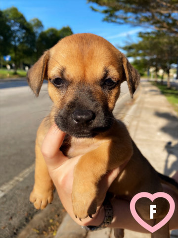 11 Puppies For Adoption! - Mixed Breed Dog