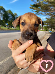 11 Puppies For Adoption! - Mixed Breed Dog