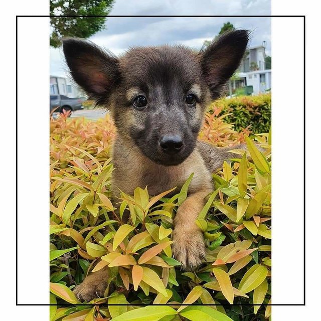 Funky - German Shepherd Dog Mix Dog