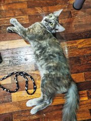 Momo - Domestic Medium Hair + Tortoiseshell Cat