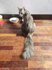 Momo - Domestic Medium Hair + Tortoiseshell Cat