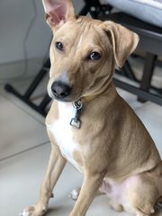 Max - Mixed Breed Dog