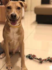 Max - Mixed Breed Dog