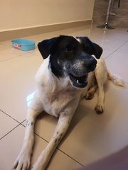 Minstrel - Mixed Breed Dog